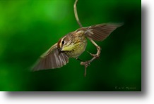 Palm Warbler